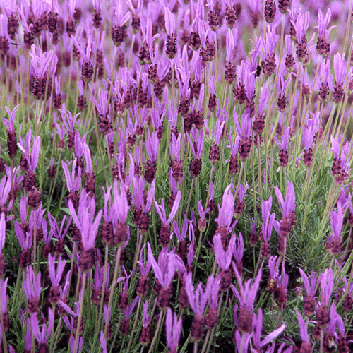 Des images de diffrentes plantes